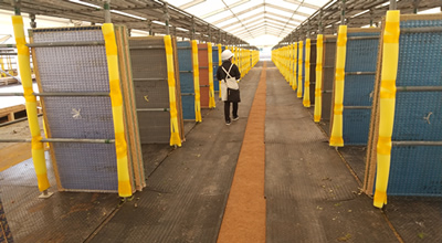 全国和牛能力共進会鹿児島大会